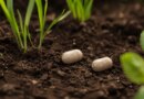 Two pill-shaped objects sit on some soil.