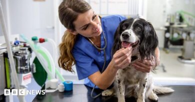 A veterinary nurse stands in blue uniform and handles a small black and white dog sitting on a table at the vets