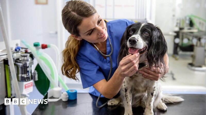 A veterinary nurse stands in blue uniform and handles a small black and white dog sitting on a table at the vets