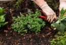AI was supposed to spare gardeners. Anthropic's robot research has me thinking about pulling weeds.