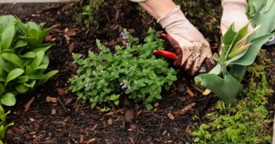 AI was supposed to spare gardeners. Anthropic's robot research has me thinking about pulling weeds.