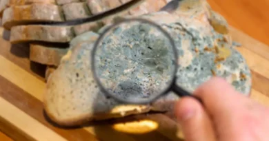AI worms and 'digital slime mold': Welcome to the next AI nightmare fuel
