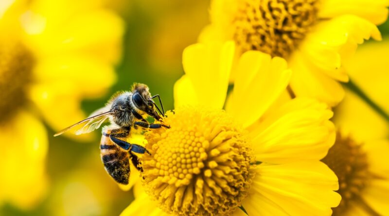 Amazon's Bee launches two new personal AI devices, starting at $75 | TechCrunch