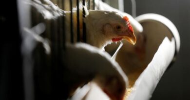 Brazil's Newcastle poultry outbreak unlikely to have major long-term impact, analysts say