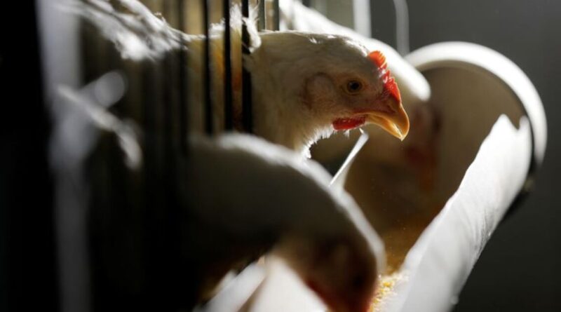 Brazil's Newcastle poultry outbreak unlikely to have major long-term impact, analysts say