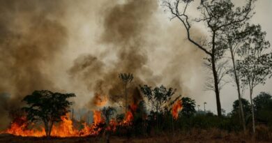 El Nino Watch: the impacts around the world this week