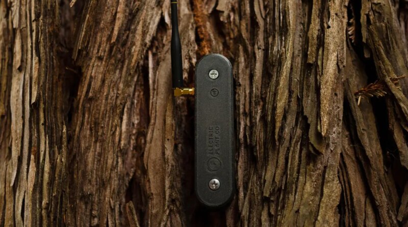 An electrical sensor is attached to a tree trunk.