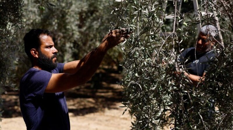 Gazans harvest dregs of olive groves bulldozed and cut off by Israel