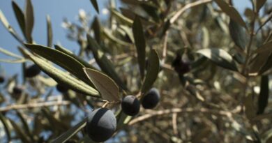 In Lebanese village near Israeli troops, farmers brave danger to harvest their olives