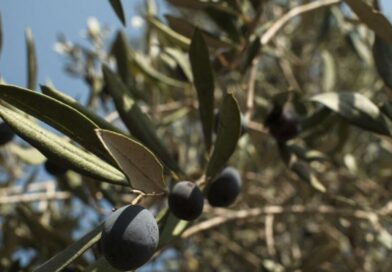 In Lebanese village near Israeli troops, farmers brave danger to harvest their olives