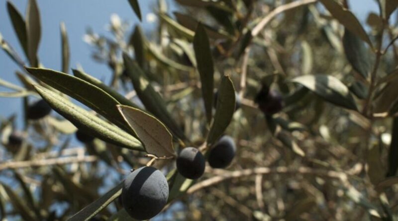 In Lebanese village near Israeli troops, farmers brave danger to harvest their olives