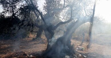 Israeli settlers burn olive trees, injure journalist in West Bank attack