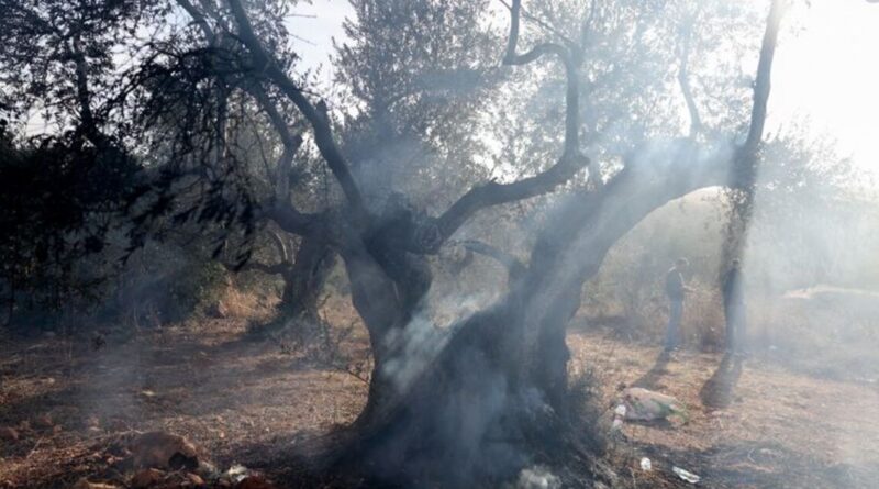 Israeli settlers burn olive trees, injure journalist in West Bank attack