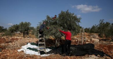 Israeli settlers steal Palestinians' olives as attacks on harvest grow more violent