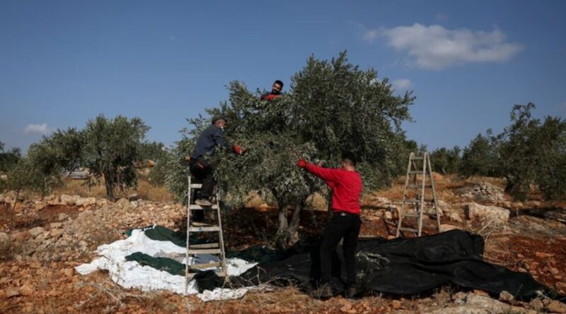 Israeli settlers steal Palestinians' olives as attacks on harvest grow more violent
