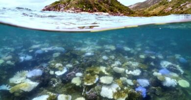 Nearly all coral reefs risk collapse in 50 years: IUCN