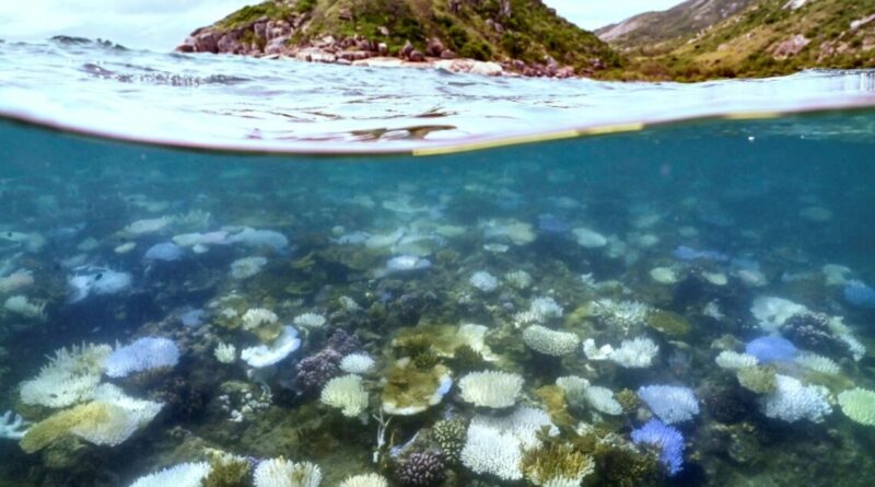 Nearly all coral reefs risk collapse in 50 years: IUCN
