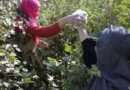 Taliban’s poppy ban falters as Afghan farmers say they can't feed their children