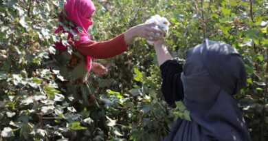 Taliban’s poppy ban falters as Afghan farmers say they can't feed their children