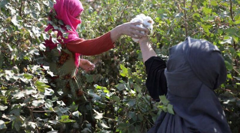 Taliban’s poppy ban falters as Afghan farmers say they can't feed their children
