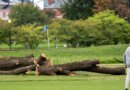 The National Park Service will remove more than 500 trees 'that do not contribute to the historic landscape' from a golf course Trump is redesigning | Fortune