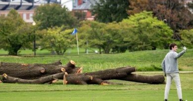 The National Park Service will remove more than 500 trees 'that do not contribute to the historic landscape' from a golf course Trump is redesigning | Fortune