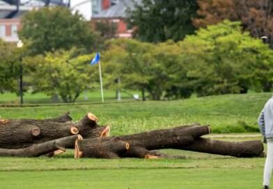 The National Park Service will remove more than 500 trees 'that do not contribute to the historic landscape' from a golf course Trump is redesigning | Fortune