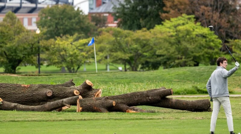 The National Park Service will remove more than 500 trees 'that do not contribute to the historic landscape' from a golf course Trump is redesigning | Fortune