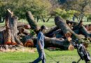 Trump to close historic DC golf course for 15 months of renovations, citing 'disease infested trees,' despite judge's order to halt development plans | Fortune