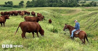 Yvette Mannon rides her horse on her ranch amidst her cattle grazing