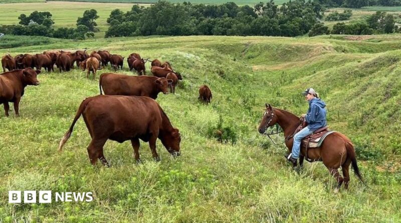Yvette Mannon rides her horse on her ranch amidst her cattle grazing