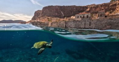 World leaders urged to 'course correct' as UN nature goals fall short